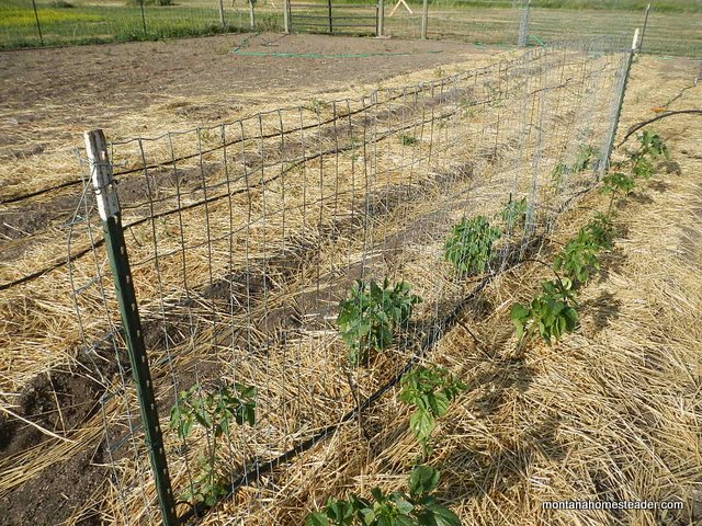 growing heirloom tomatillos and using a fence trellis in the garden