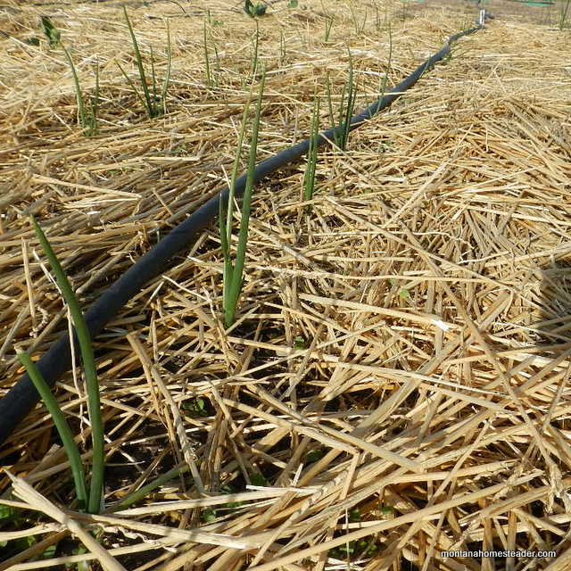 growing onions from seed in the organic garden in montana