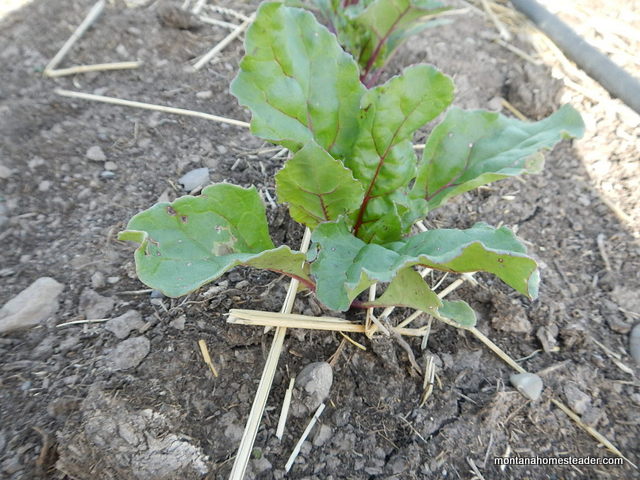 growing heirloom red beets in the organic garden in montana