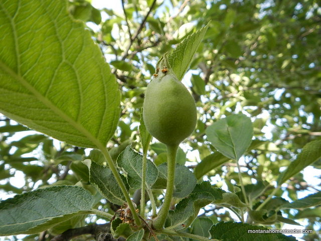 growing apples in the home orchard in montana