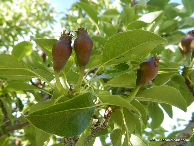 growing red pears in the home orchard in montana