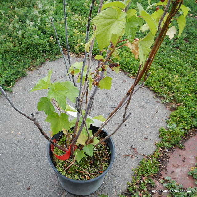 Buying perennial herb and flower plants on clearance at the greenhouse sale discount table plant shrub missing some leaves needing extra TLC and care how to find free cheap garden plants seedlings