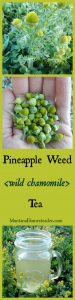 Wild harvested Pineapple weed Tea also known as wild chamomile Montana Homesteader