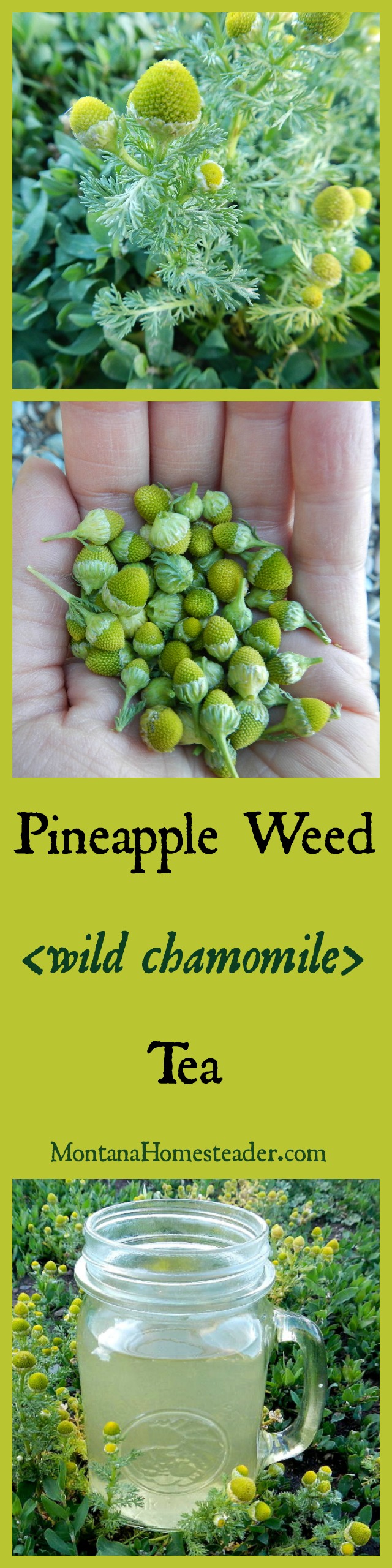 Wild harvested Pineapple weed Tea also known as wild chamomile Montana Homesteader