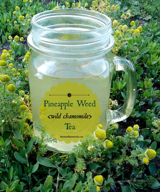 Pineapple weed wild chamomile tea recipe Montana Homesteader