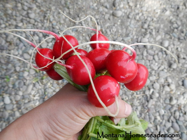 Raw organic radishes for thyme roasted radishes recipe