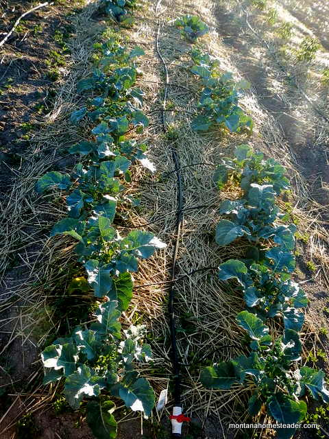 growing organic broccoli on the Montana homestead
