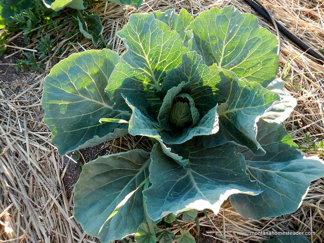 growing cabbage in an organic garden in Montana