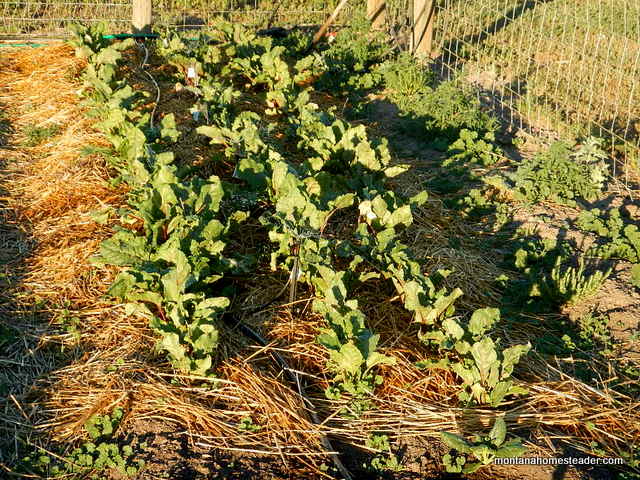 growing heirloom red beets in the organic garden in montana