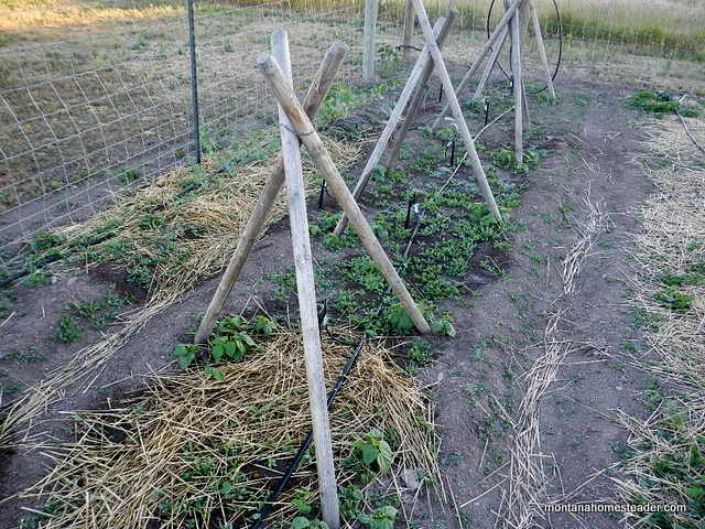 growing pole beans in the garden in montana