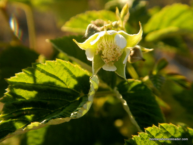 growing organic raspberries in montana
