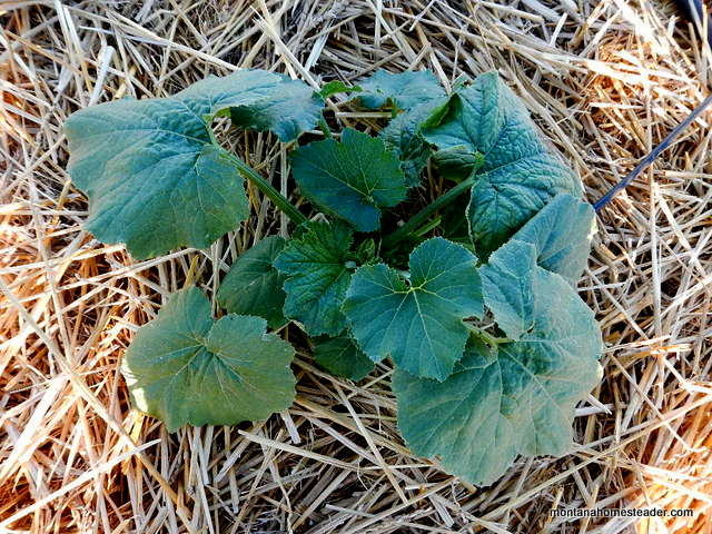 Squash plant growth explosion in the garden