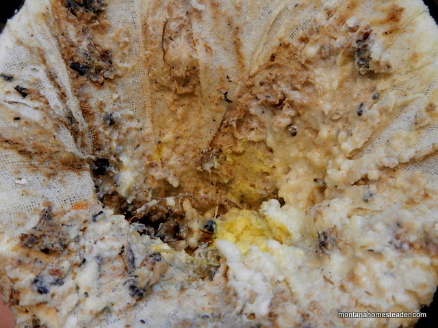 Debris left inside the cheesecloth when rendering beeswax from honeycomb and filtering it