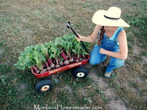 Harvesting heirloom beets in the organic garden in Montana