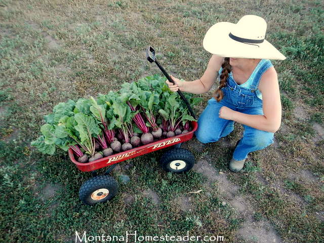 Harvesting heirloom beets in the organic garden in Montana