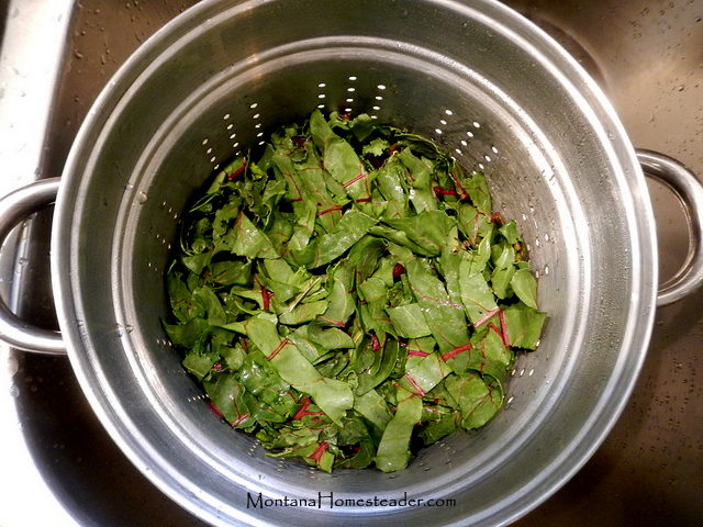 Blanching and freezing heirloom organic beet greens to preserve them