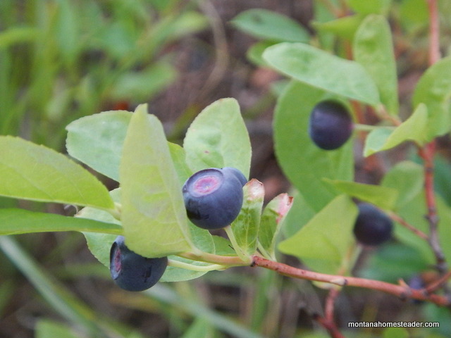Foraging and wild harvesting huckleberries in Montana