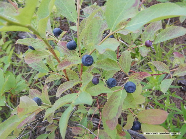 Wild huckleberry bushes ready to harvest July 2014 Rocky mountain west Montana Homesteader