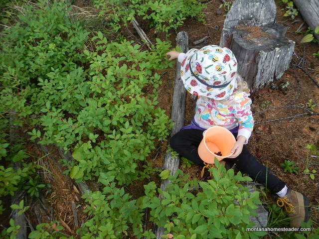 Toddler wild harvesting and foraging for huckleberries rocky mountains Montana Homesteader