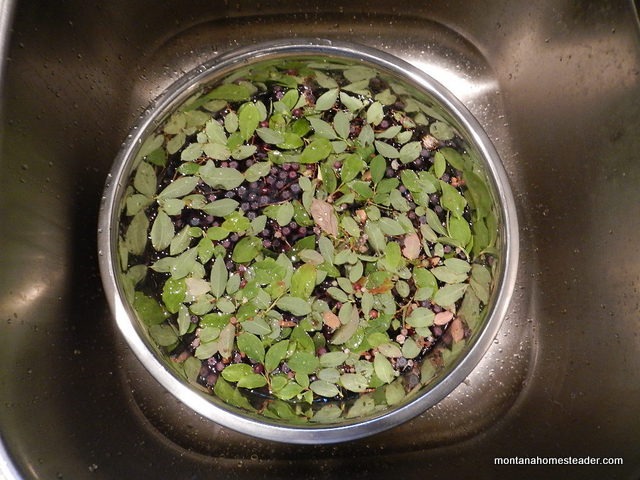 How to wash and clean debris from wild foraged huckleberries in rocky mountains Montana Homesteader