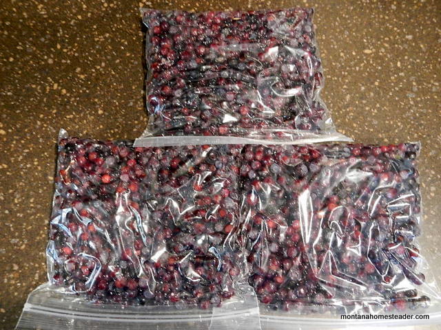 Foraging and Preserving Huckleberries in rocky mountains Montana Homesteader