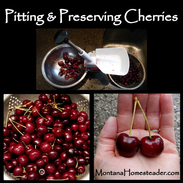 Pitting and Preserving Cherries Montana Homesteader