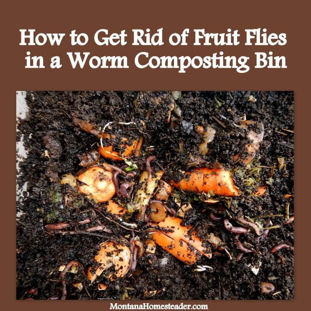 How to Get Rid of Fruit Flies in a Worm Composting Vermicomposting Bin