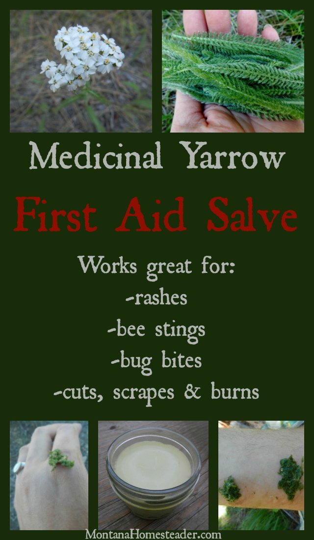 Medicinal Yarrow First Aid Salve Montana Homesteader