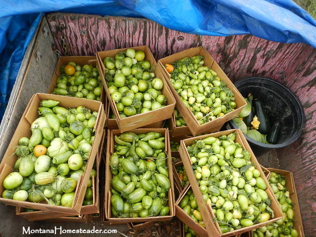 How to ripen green tomatoes indoors 5 different ways Montana Homesteader