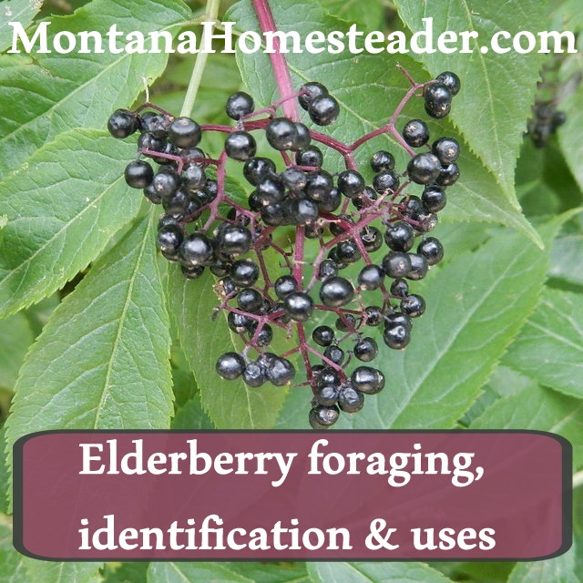 How to identify, forage and use elderberry for juice and elderberry syrup. Montana Homesteader