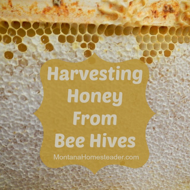 How to harvest honey from honey bee hives Montana Homesteader