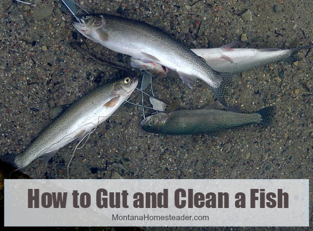 How to Gut and Clean a wild harvested fish and prepare it for eating | Montana Homesteader