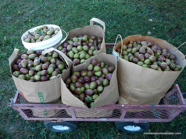 growing and harvesting organic seckel pears | Montana Homesteader