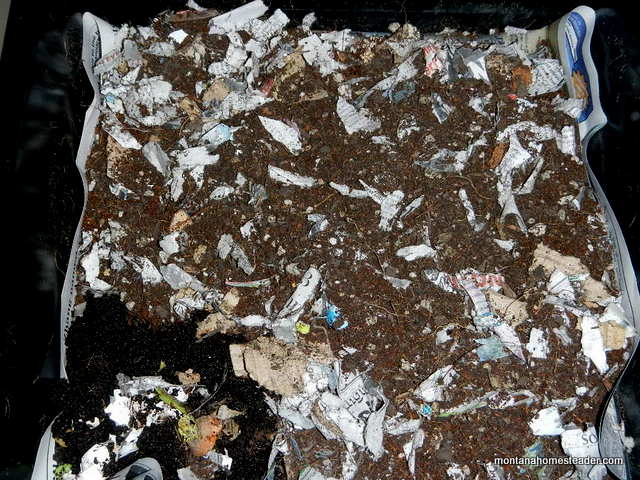adding red wiggler worms to a worm composting bin to vermicompost