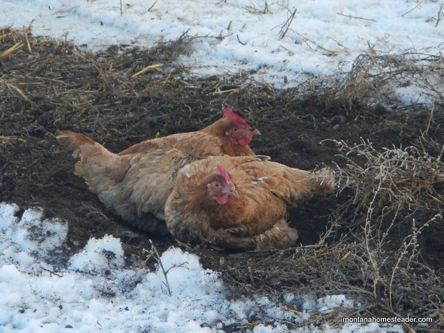 chickens taking a dust bath in the dirt in the garden | Montana Homesteader