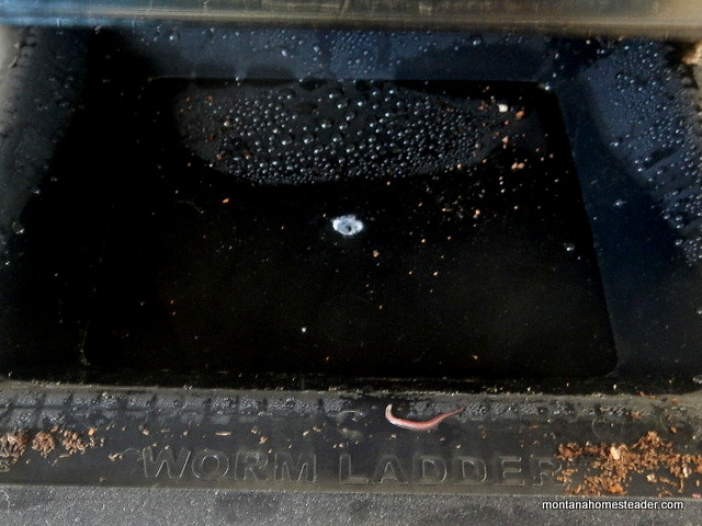how the moisture is collected in the bottom of the worm factory 360