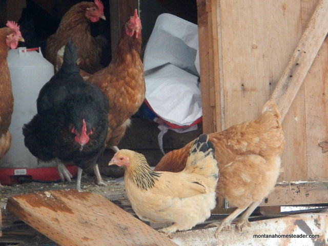 introducing a new chicken flock to the garden | Montana Homesteader