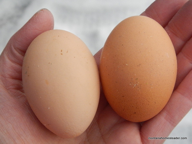 our first two brown chicken eggs from our new flock | Montana Homesteader