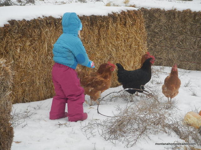 toddler feeding chickens | Montana Homesteader