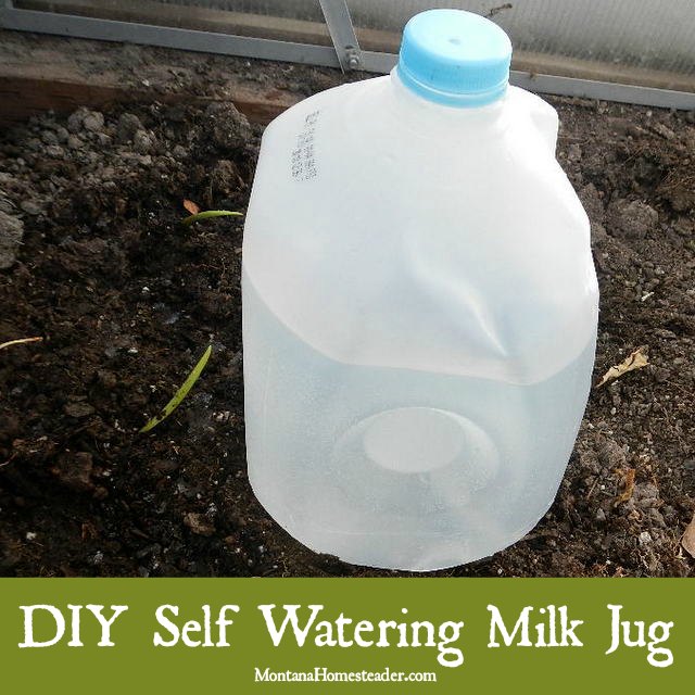 DIY self watering milk jug for deep watering in garden or greenhouse | Montana Homesteader