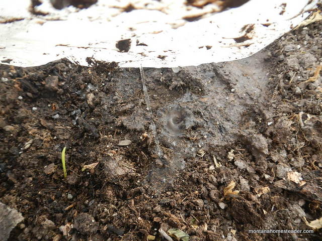 How to make and use a self watering milk jug for extended deep watering in greenhouse or garden | Montana Homesteader