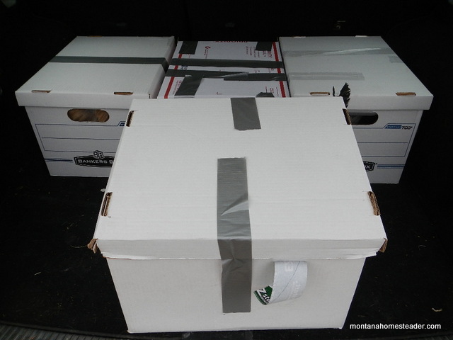 How to transport chickens in a car | Montana Homesteader