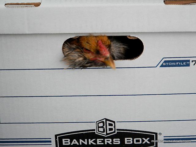 Using cardboard file boxes to transport chickens in a car | Montana Homesteader