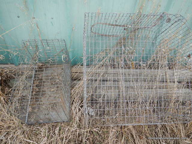 Using wire cages to transport chickens | Montana Homesteader
