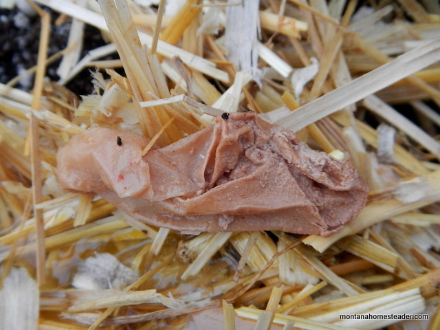 Picture of a malformed chicken egg shell that came out scrunched up and papery | Montana Homesteader
