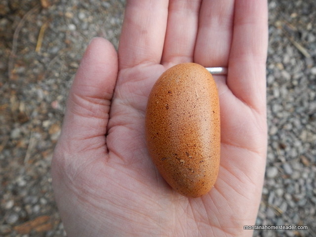odd shaped mini wind egg laid by an older chicken | Montana Homesteader