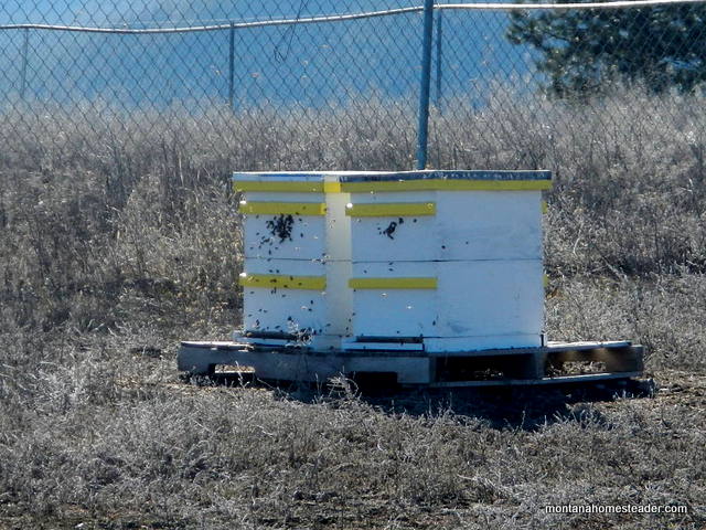 honey bee hives that made it through the winter and are alive and well two bee hives in the sun where to place bee hives how many for a beginner beekeeper beekeeping