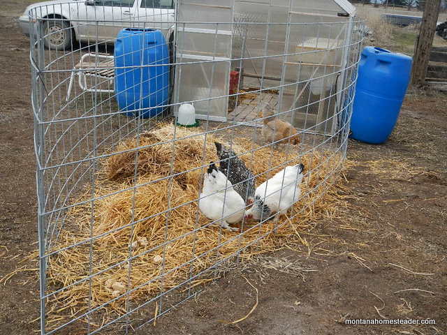 Setting up a temporary coop and run to quarantine new chickens | Montana Homesteader