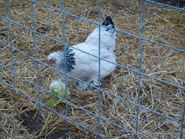 provide distractions to occupy the chickens when introducing new chickens to the flock | Montana Homesteader