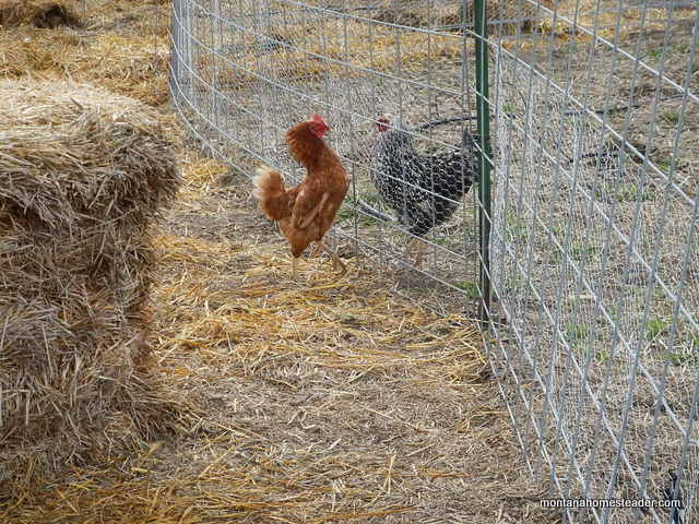 two dominant chickens facing off to fight for dominance | Montana Homesteader
